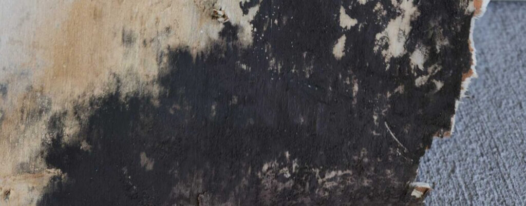 mold Mold Removal Services in Minnesota